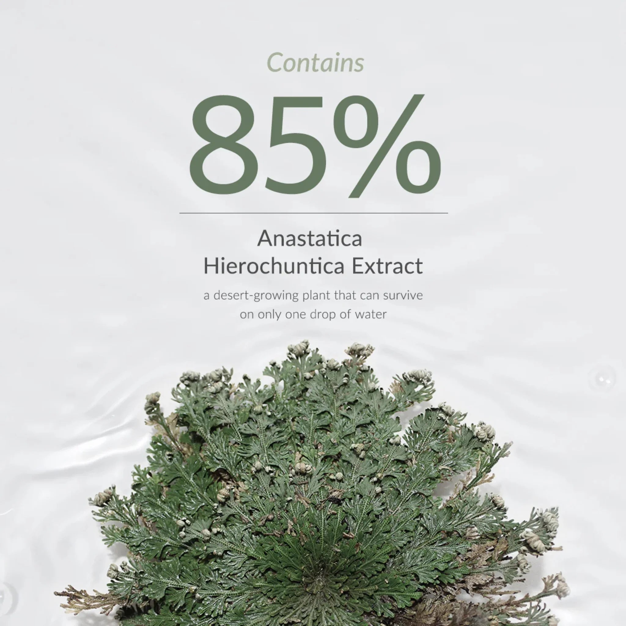 Anastatica Skin Conditioning Toner - Toner Hidratant cu Anastatica pentru Condiționarea Pielii